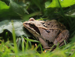 Frog on the grass