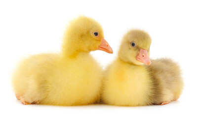 Two little gosling.