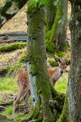 Ein Rothirschkalb allein im Wald