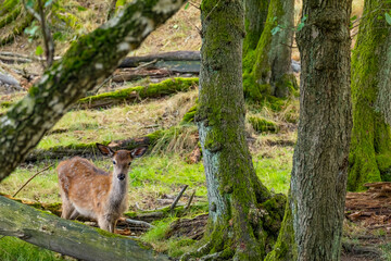 Ein Rothirschkalb allein im Wald