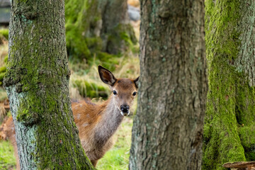 Ein Rothirschkalb allein im Wald