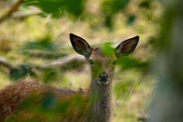 Ein Rothirschkalb allein im Wald