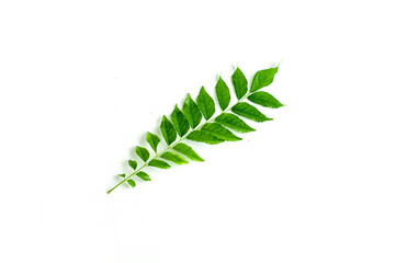 Single Green Curry Leaves Isolated in White Background