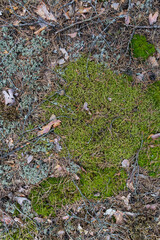 Saturated natural texture and background with moss. Pine forest and needles on the ground. Earth and moss. Summer bright forest background.