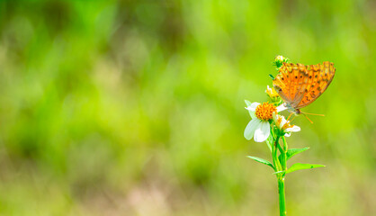 Butterfly clinging on a yellow flower pollen.