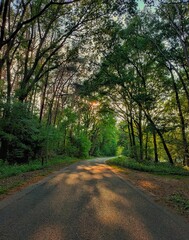 Obraz premium road in autumn forest tree street nature landscape