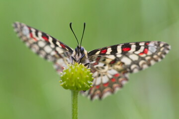 Zerynthia rumina, the Spanish festoon, is a butterfly belonging to the family Papilionidae. It is a widespread species in Spain and frequents most habitats.