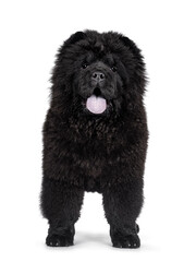 Majestic solid black Chow Chow dog pup, standing facing front. Looking towards camera. Mouth open and blue tongue out.