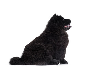 Majestic solid black Chow Chow dog pup, sitting up side ways.   Looking straight ahead side ways. Mouth open and blue tongue out.