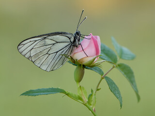 The butterfly Aporia crataegi covered with dew sits on a summer morning on a pink rosehip flowe