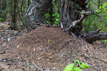 Fototapeta premium Large forest anthill with wild red ants. Summer forest view. Anthill under the trees in the wild. Forest background. Brown earth.