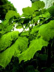 green leaf in the plant