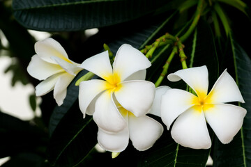 Obraz na płótnie Canvas the flower call Frangipani or Plumeria or Temple Tree or Graveyard Tree. a lot of white flowers in the tropic forrest.