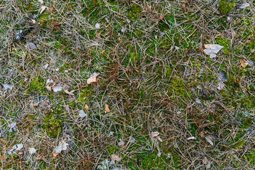 Saturated natural texture and background with moss. Pine forest and needles on the ground. Earth and moss. Summer bright forest background.
