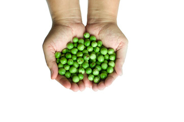 Two Hand Holding Turkey Berry Solanum torvum in White Background