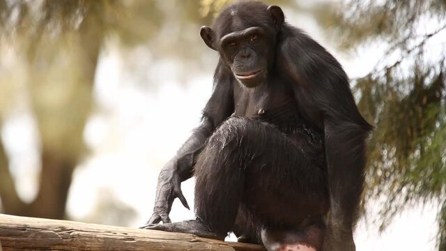 A Young Chimpanzee Female During The Mating Season