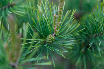 New green pine cone. Beautiful shape, texture, green spiny branches on the background. Fresh summer pine forest in Belarus.