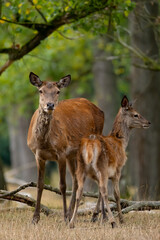 Rothirsch mit seinem Kalb