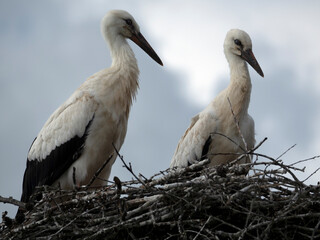 Two White storks (Ciconia ciconia) nest on a cloudy sky background