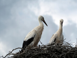 Fototapeta premium Two White storks (Ciconia ciconia) nest on a cloudy sky background