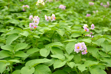 Blooming potatoes. Potato flowers bloom in sunlight, grow in the plant. Purple blooming potato flower in a farmer's field. Ecological natural product. Not genetically engineered.