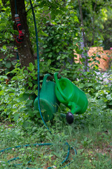 Garden hose with spray nozzle and two watering cans on an apple tree.