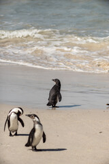 Pinguin am Strand 