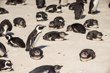 Pinguinkolonie in Südafrika 