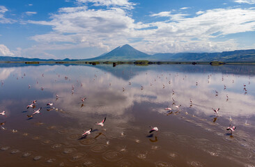 Aerial Shot. A flock of lesser flamingos Flying Above Brown Salt Water of Lake Natron with Ol...