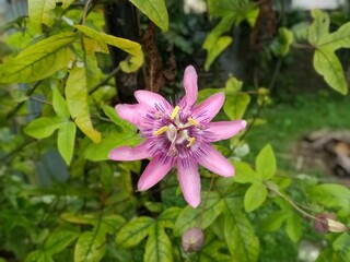 pink and white flowers