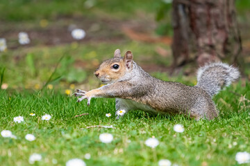 squirrel on the grass