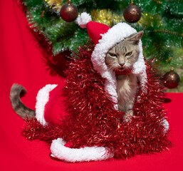 New year greeting card. Funny gray cat in a Santa Claus costume on a red background with a decorated Christmas tree.  Square