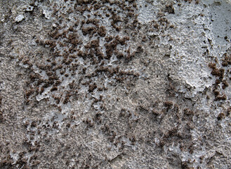 Texture of an old white stone wall covered with moss.