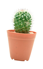 Green cactus isolated in pot on white background.