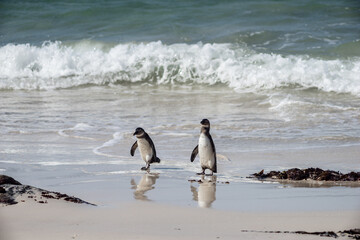 Pinguine am Strand 