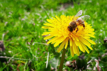 Honey Bee Working Hard On Dandelion Flower
