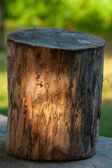 Obraz na płótnie Canvas stump in the evening light with a green background