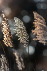reeds with a bokeh background