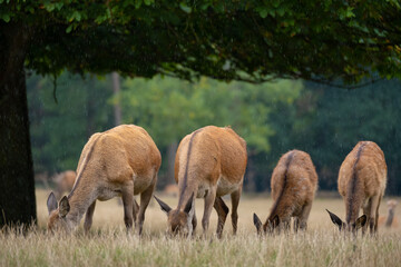 Fototapeta premium Rothirsche am Äsen