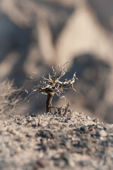 dry dwarf tree on a rock