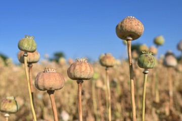 poppy flower in field