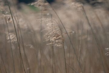 reeds in the wind (macro)