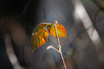 leaf of wild raspberry with a dark blurred background