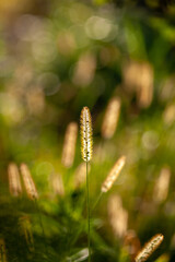 flowering grass in the light