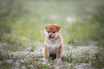Portrait of beautiful and happy red shiba inu puppy sitting in the green grass in summer. Cute japanese red dog