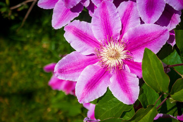 Flowers of perennial clematis vines in the garden. Beautiful clematis flowers near the house.