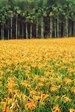 Hemerocallis Fulva/Orange Daylily flowers - Blossom Season of Daylily on the Hill of East Rift Valley, shot in Chike Mountain, Yuli Township, Hualien, Taiwan.