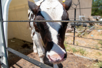 Sacrifice cows in animal farm. lactating cows. sacrificial cattle. cattle farm.