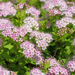 Blühender Spierstrauch, Spiraea bumalda