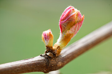 Spring. young green sprouts on the branches of grapes.